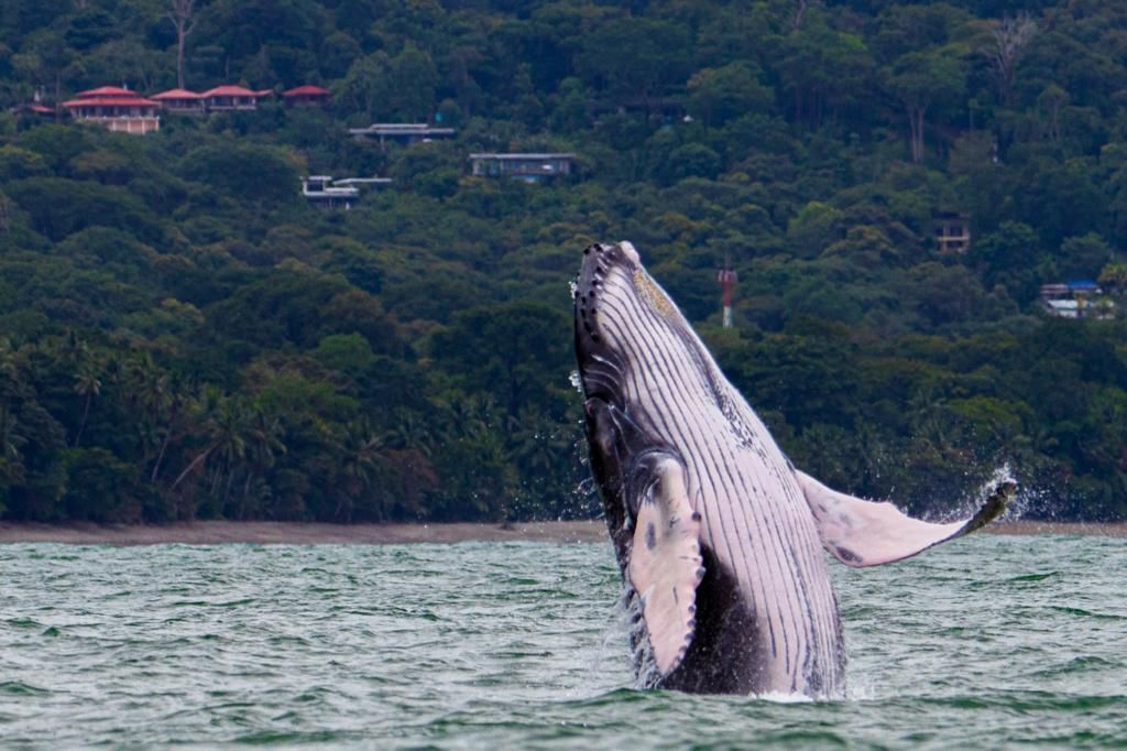 A humpback whale breaches out of the water near a lush, forested coastline with houses nestled in the hills.