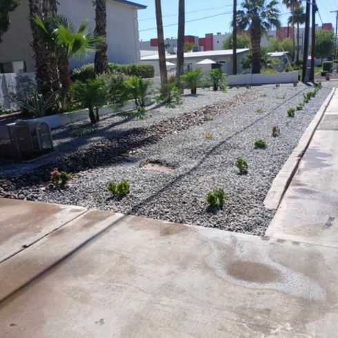 A gravel driveway with plants in the background