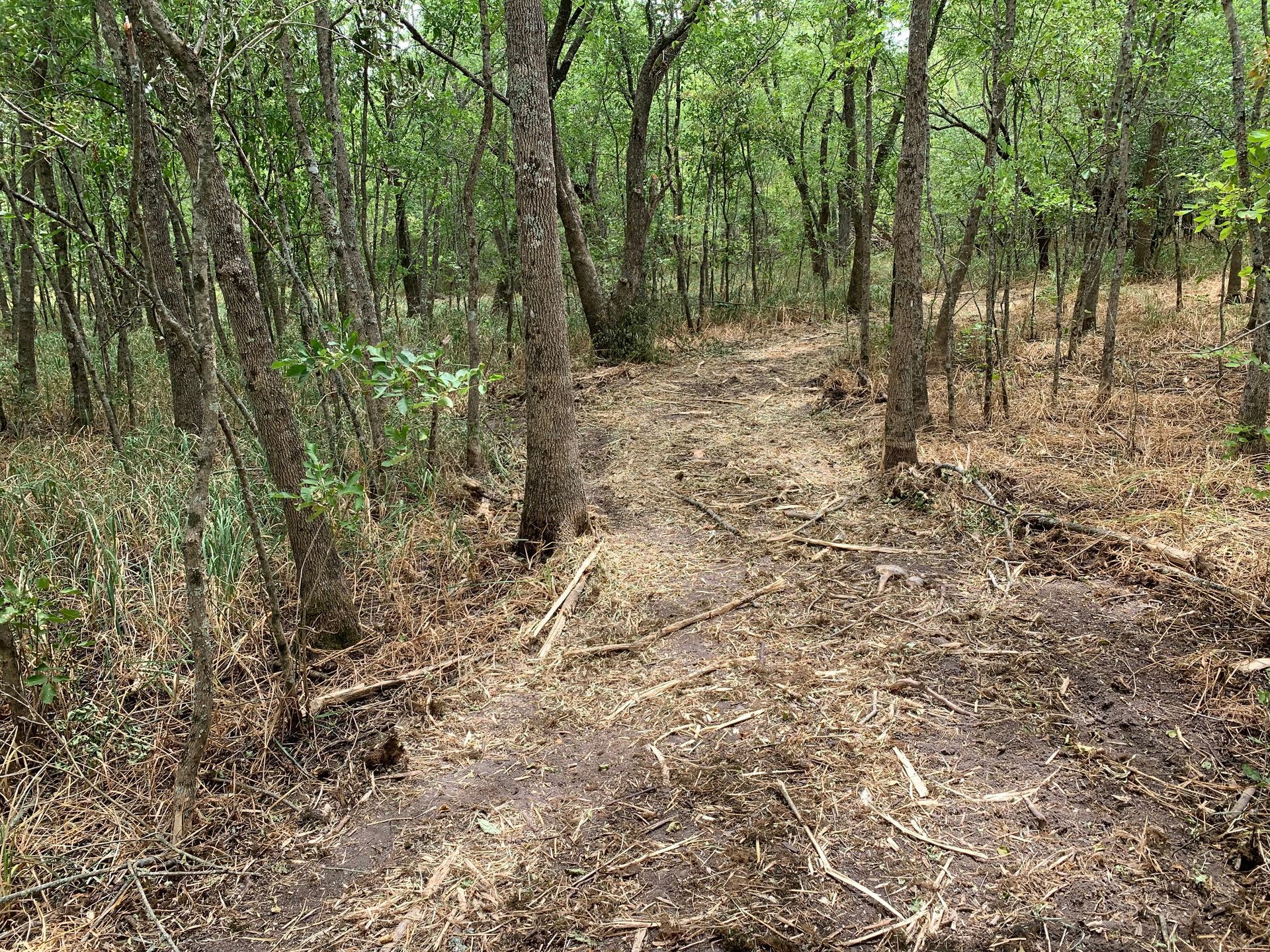 Skid steer brush cutting, trail clearing in woods.
