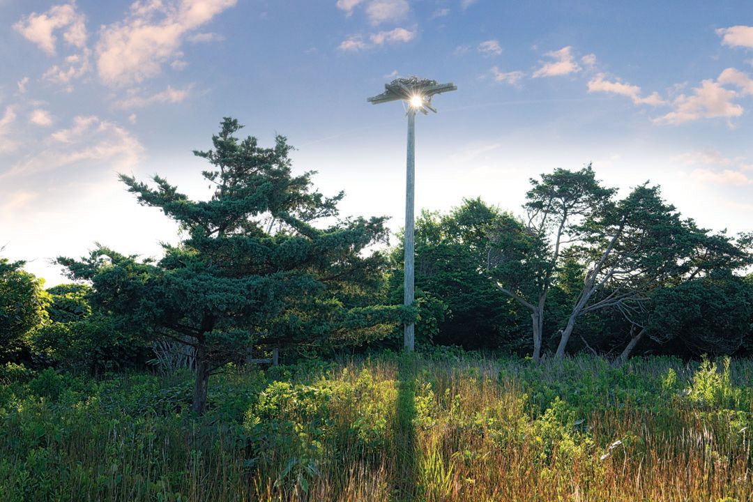 The grassroots initiative to ditch the lawn mower.