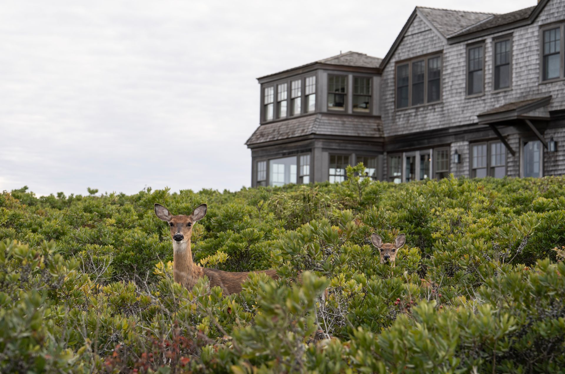 How researchers propose to eliminate Lyme disease on Nantucket.