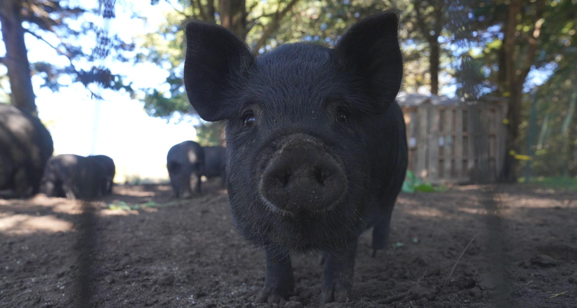 Eat Fire Farm's Sustainably Raised Pork
