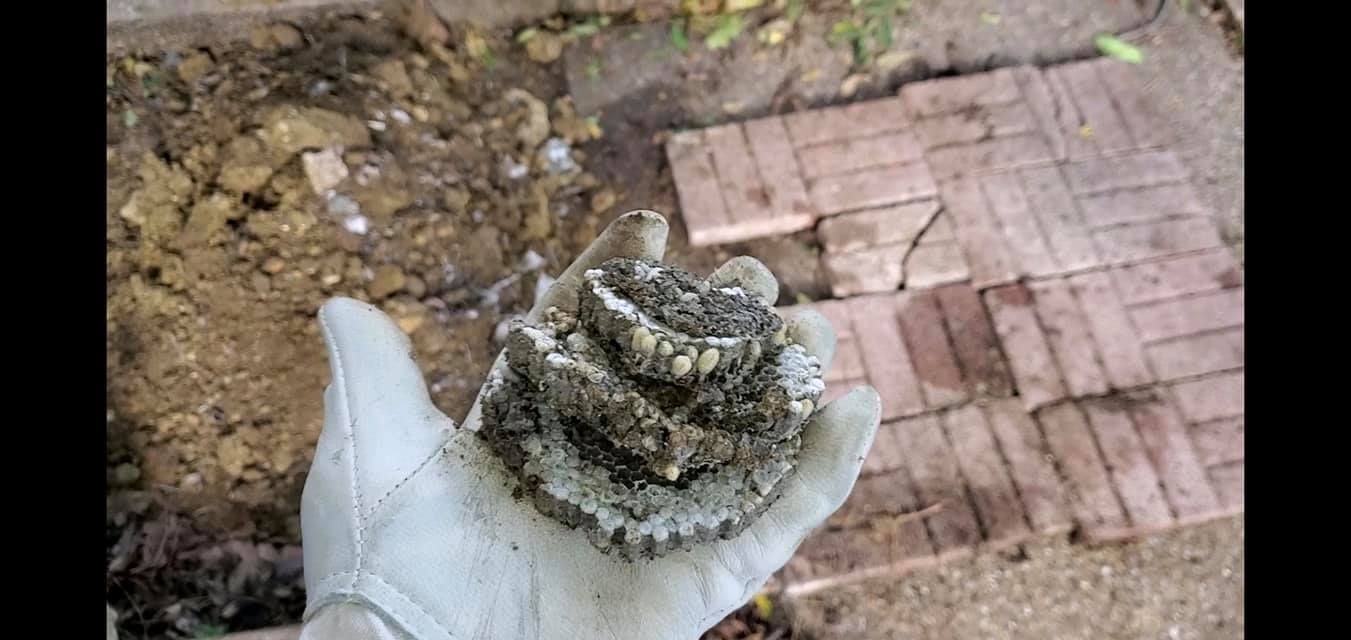 A person is holding a snake in their hand.