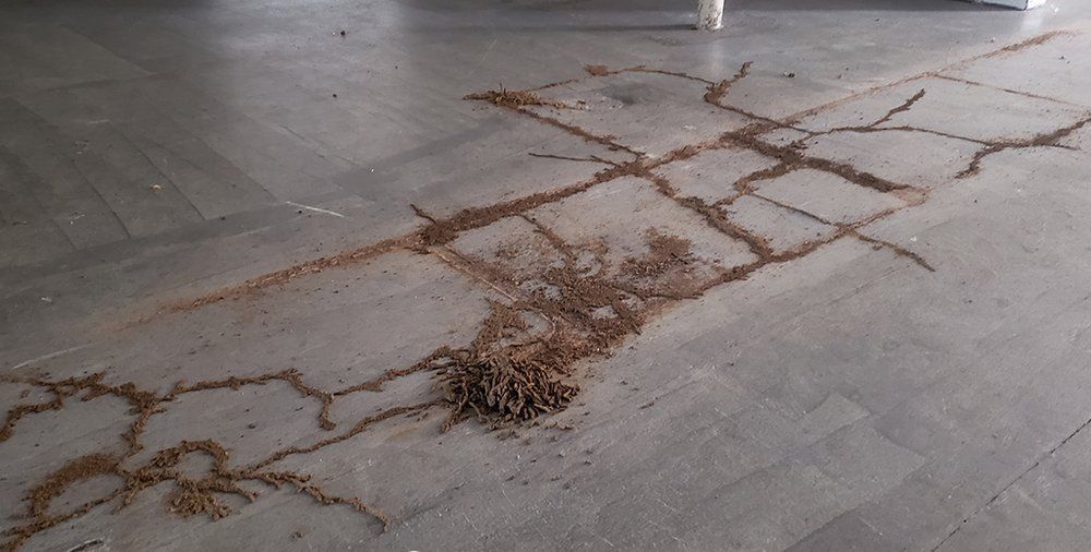 A person is standing on a tiled floor with termites crawling on it.