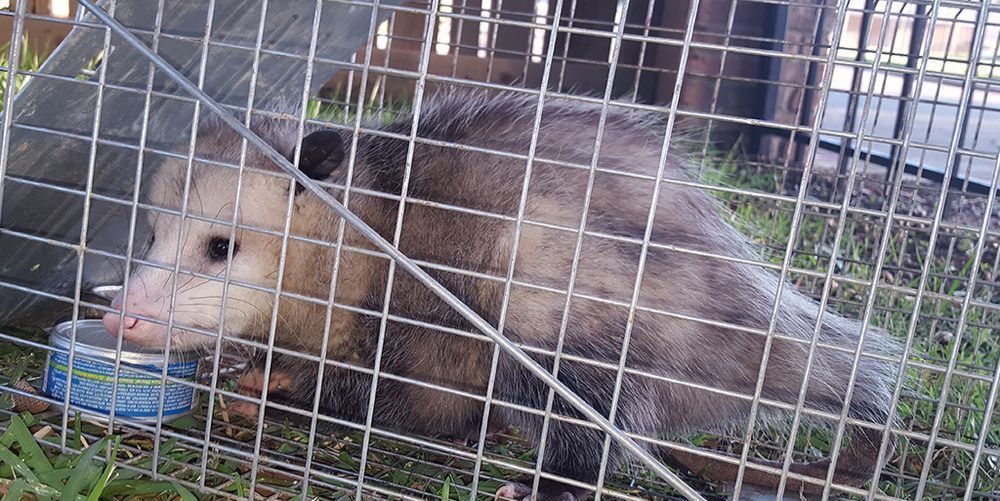 An opossum is drinking water from a bowl in a cage.