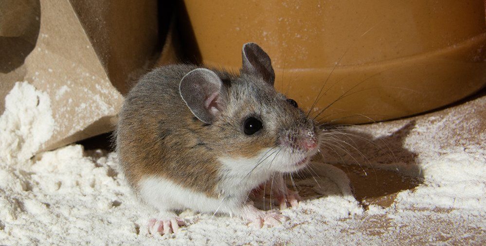 A small mouse is sitting in a pile of flour.