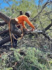 Arborist in orange shirt, sawing tree branch with chainsaw, wearing a helmet, in a tree.