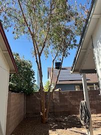 A tree with slender trunks in a narrow yard between two buildings and a fence under a blue sky.