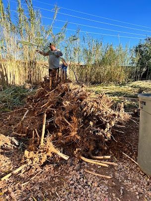 Two people atop a large pile of roots and brush, cutting bamboo in a sunny yard.