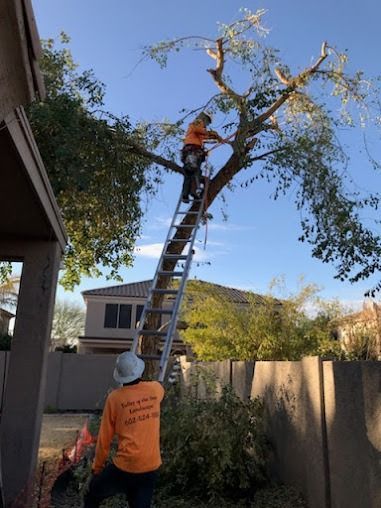 Two workers trimming a tree. One on a ladder, one on the ground. Orange shirts, blue sky.