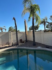 Poolside view with three pruned palm trees against a tall wall, under a blue sky.