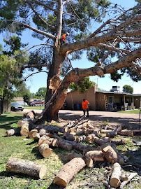 Two tree workers trimming a large tree in a residential yard. Cut logs are on the ground.