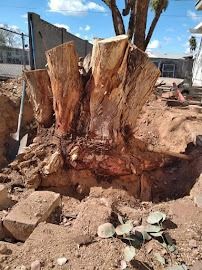 Stump of a large tree in dirt, showing fresh cuts; building and tree in background.