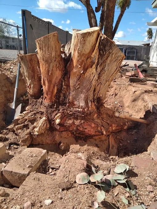 Stump of a cut tree with exposed roots in dirt, surrounded by tools and a building in background.
