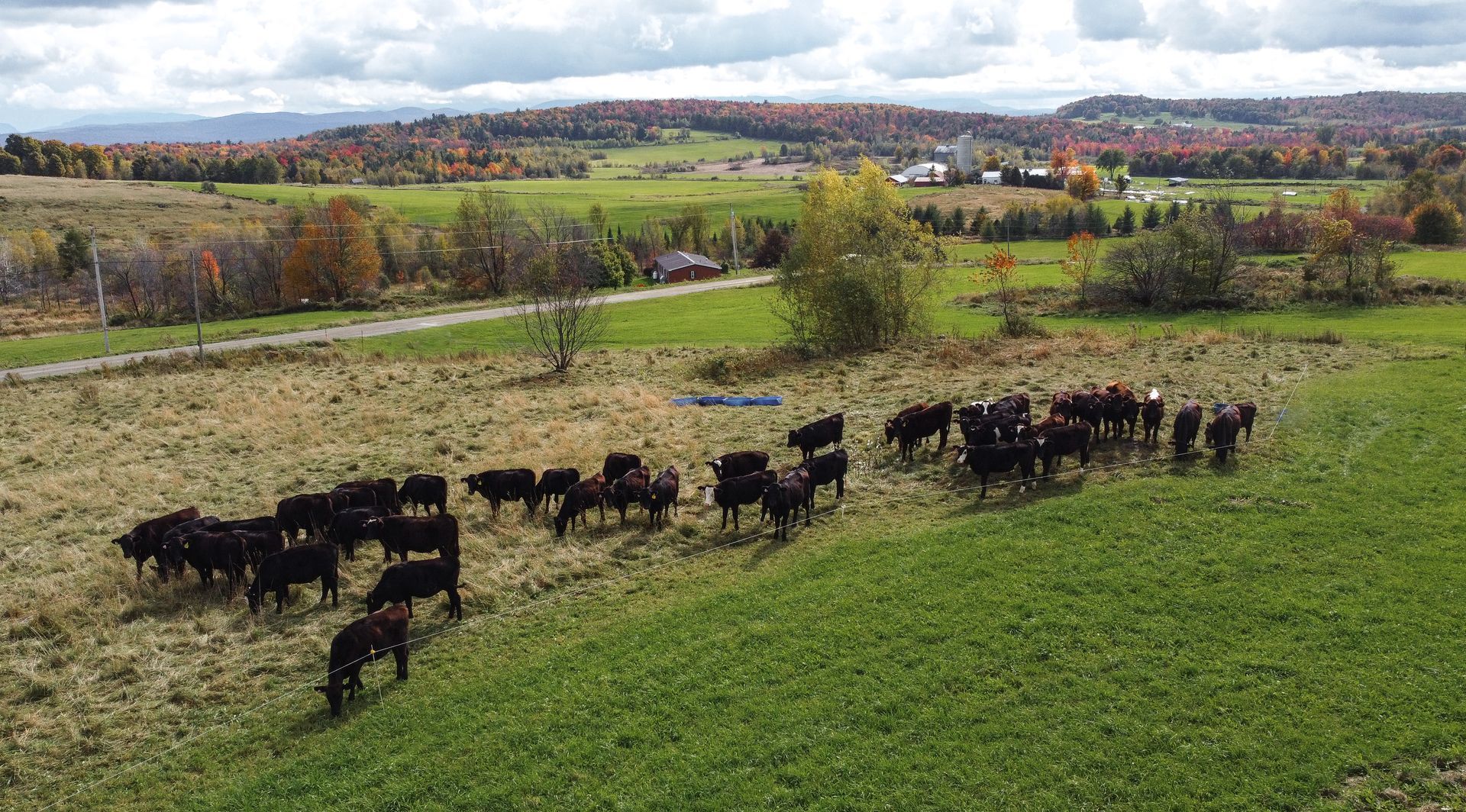 Green Dream Farm-Custom growers in Franklin, VT American Waygu on pasture