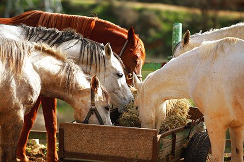 Horse eating healthy feed in Los Ranchos, NM