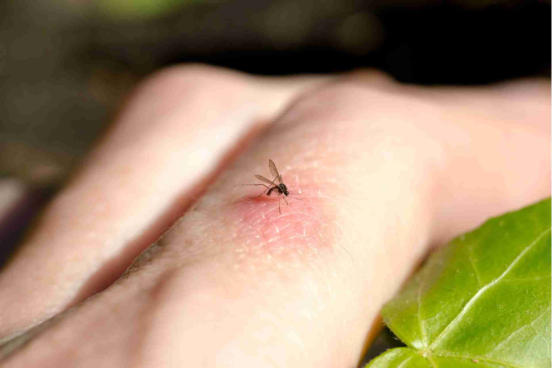 Hidden Dangerous Effects of Mosquito Bites
