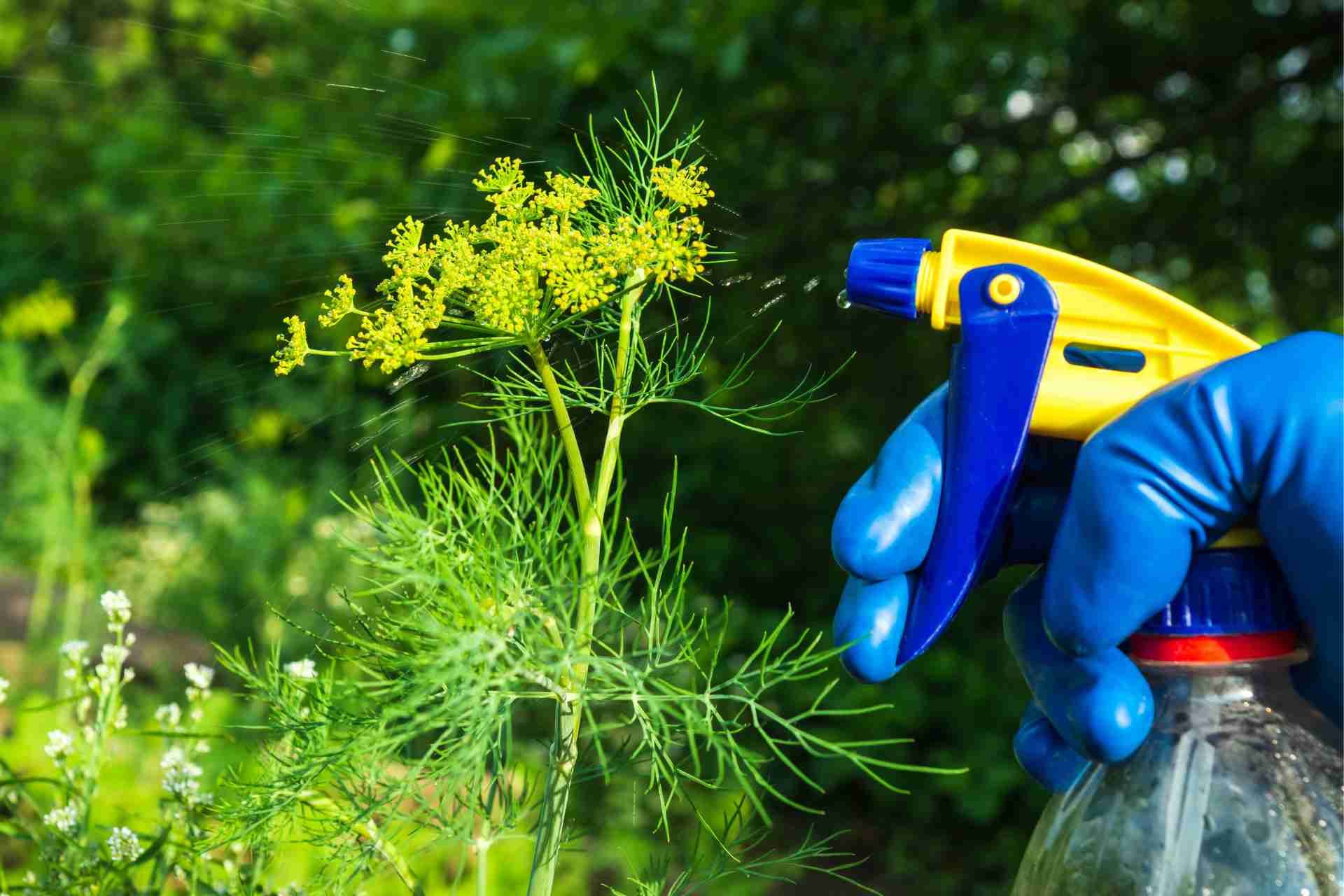 How to Maintain a Pest-Free Garden Without Chemicals