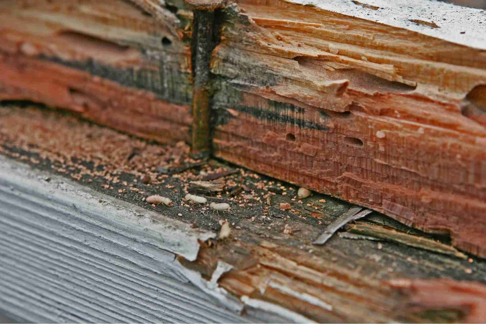 The Lifecycle of a Termite​ and Why Timing Your Treatment Matters