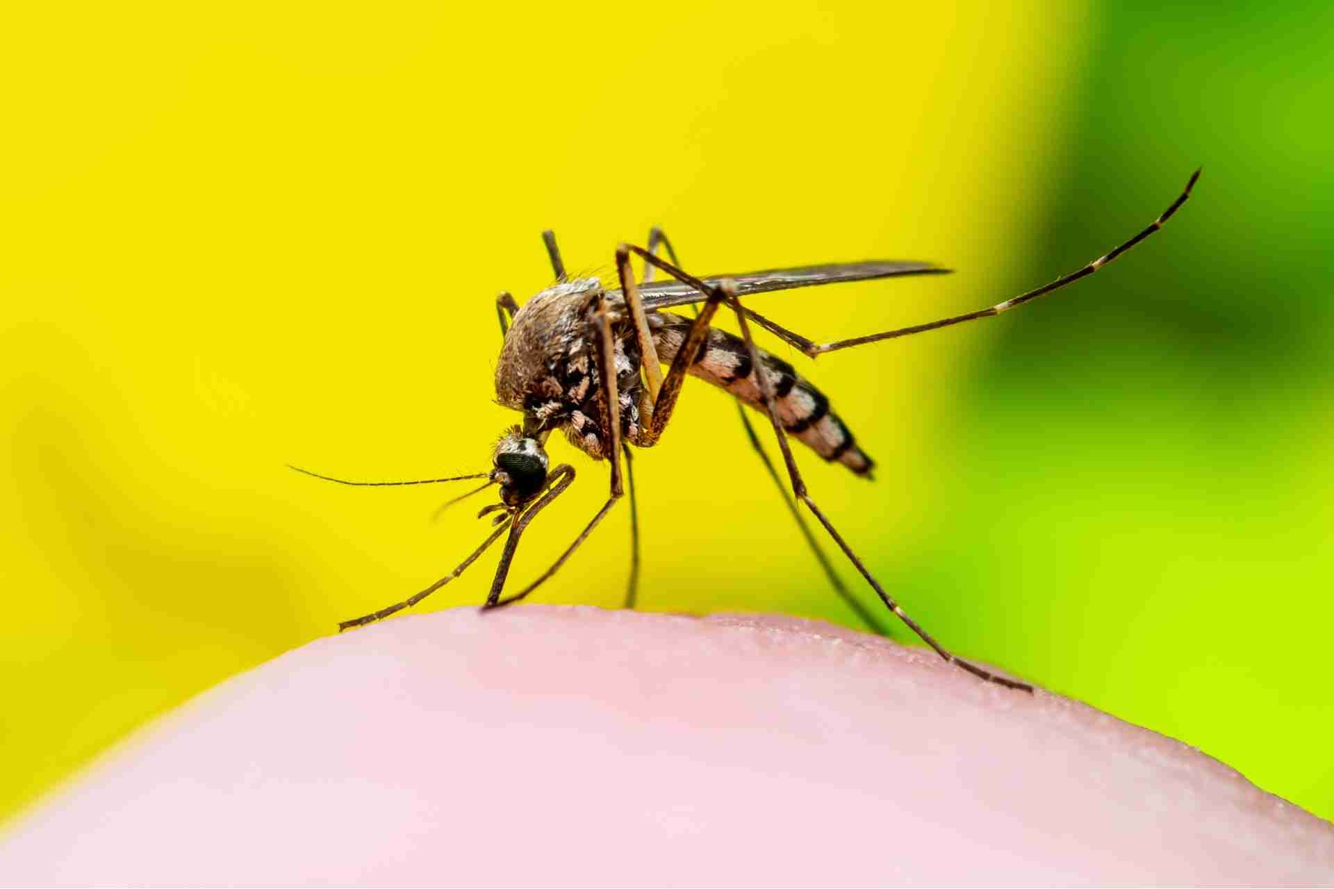 dangers of mosquitoes