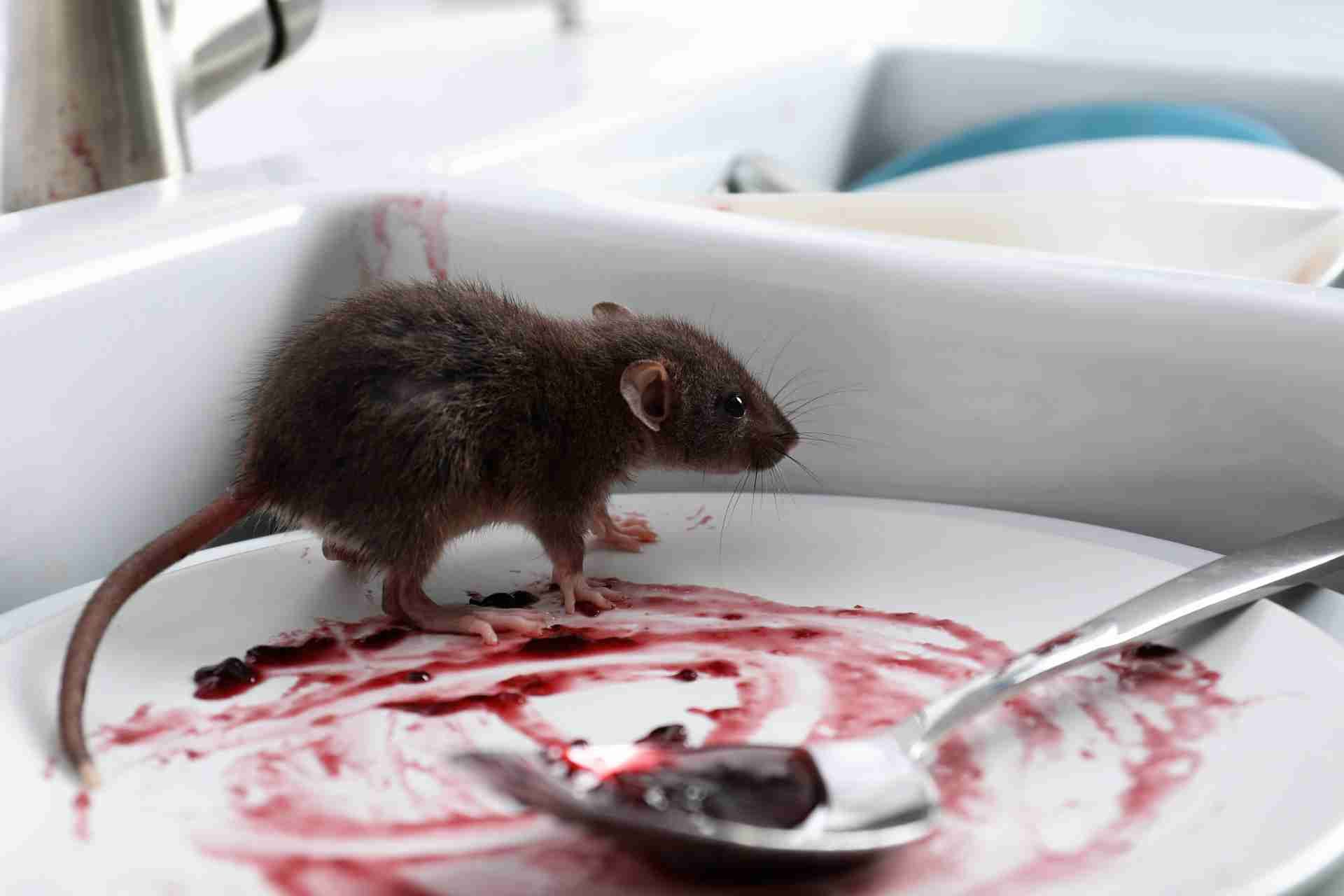 signs you may have a pest problem