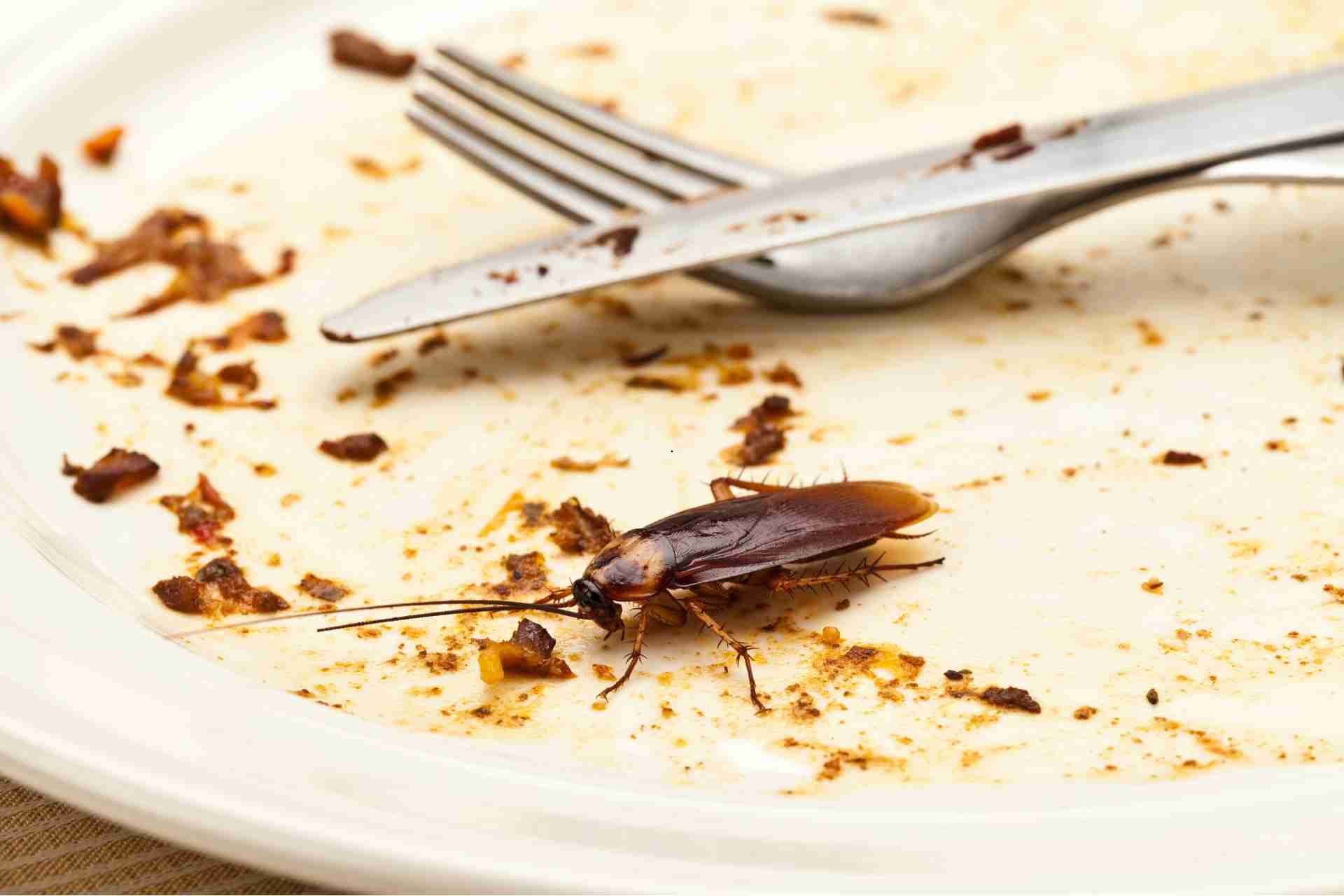 What Attracts Cockroaches and How to Get Rid of Them for Good