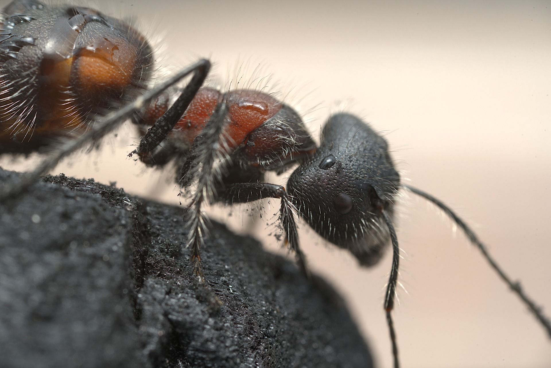 control carpenter ants