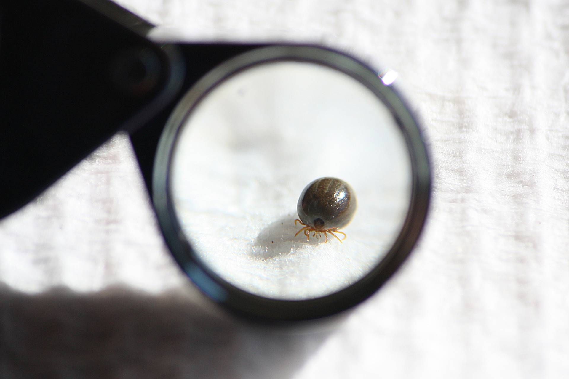 how to get rid of ticks in the house naturally