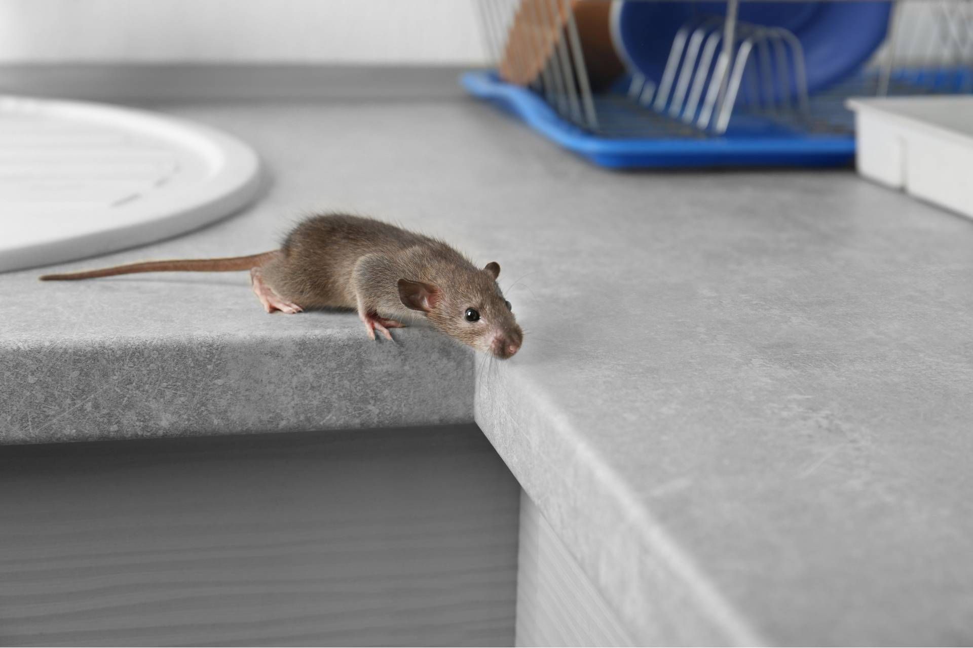 how to keep mice out of your kitchen