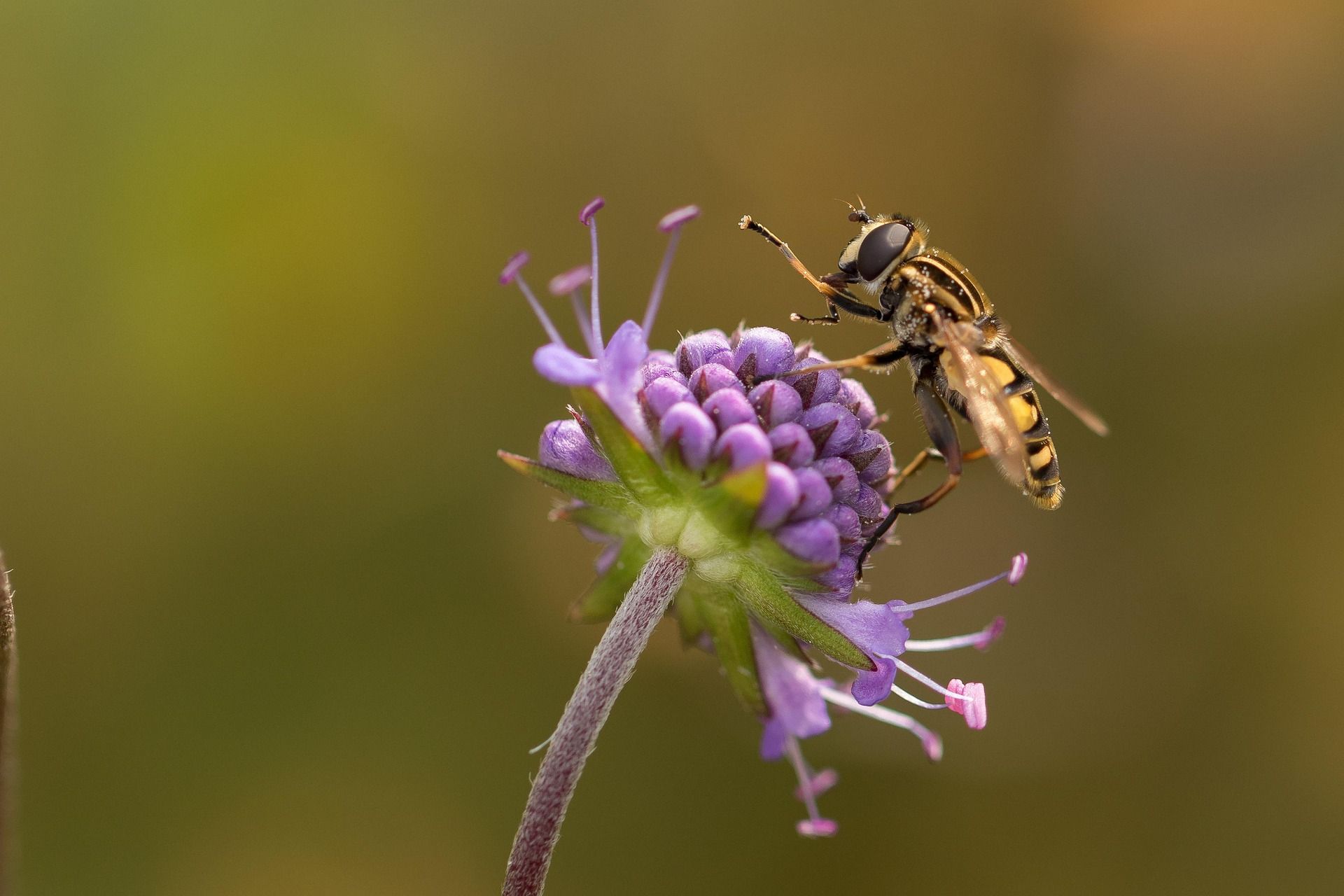 spring pest control tips