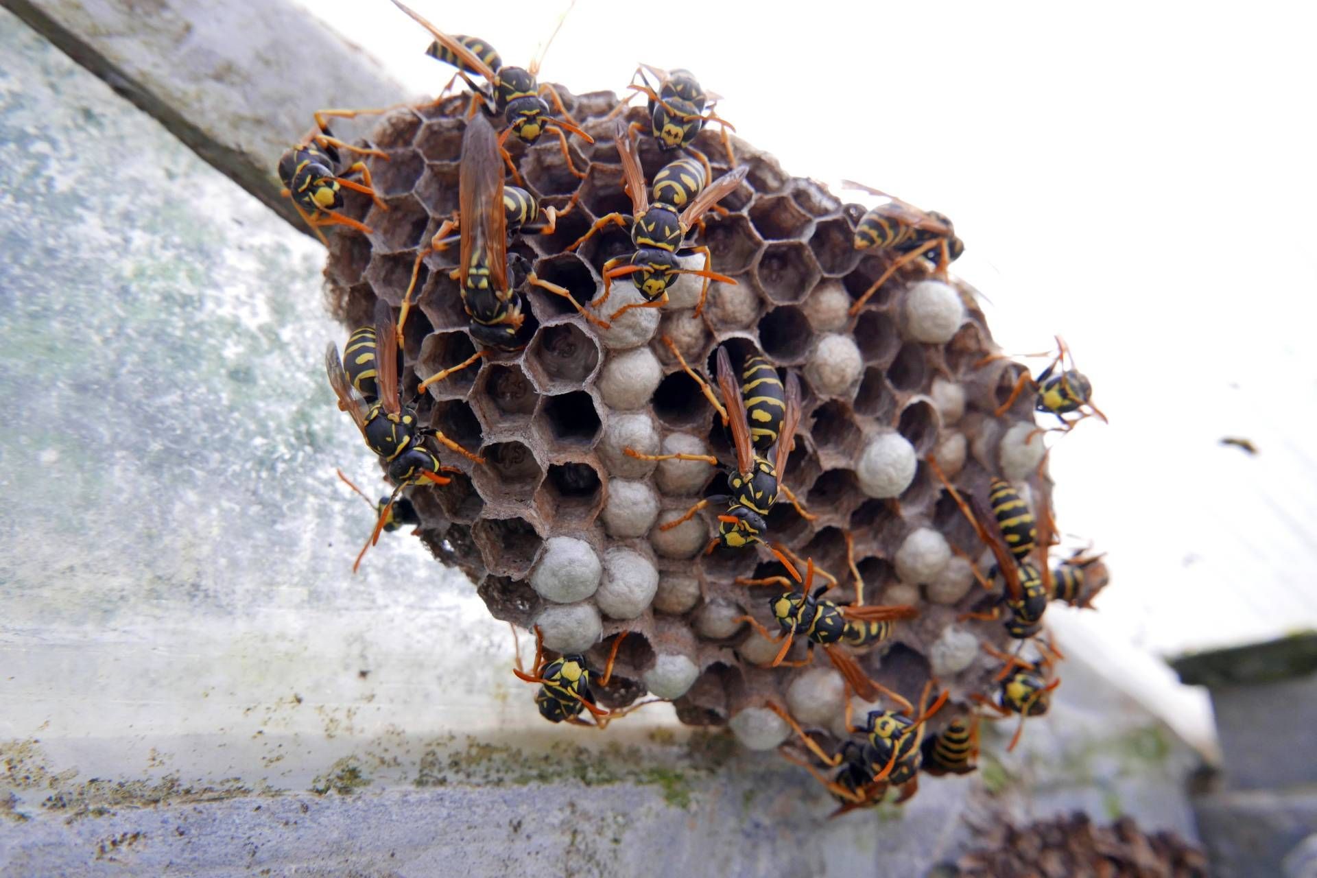 when is the best time to remove a wasp nest