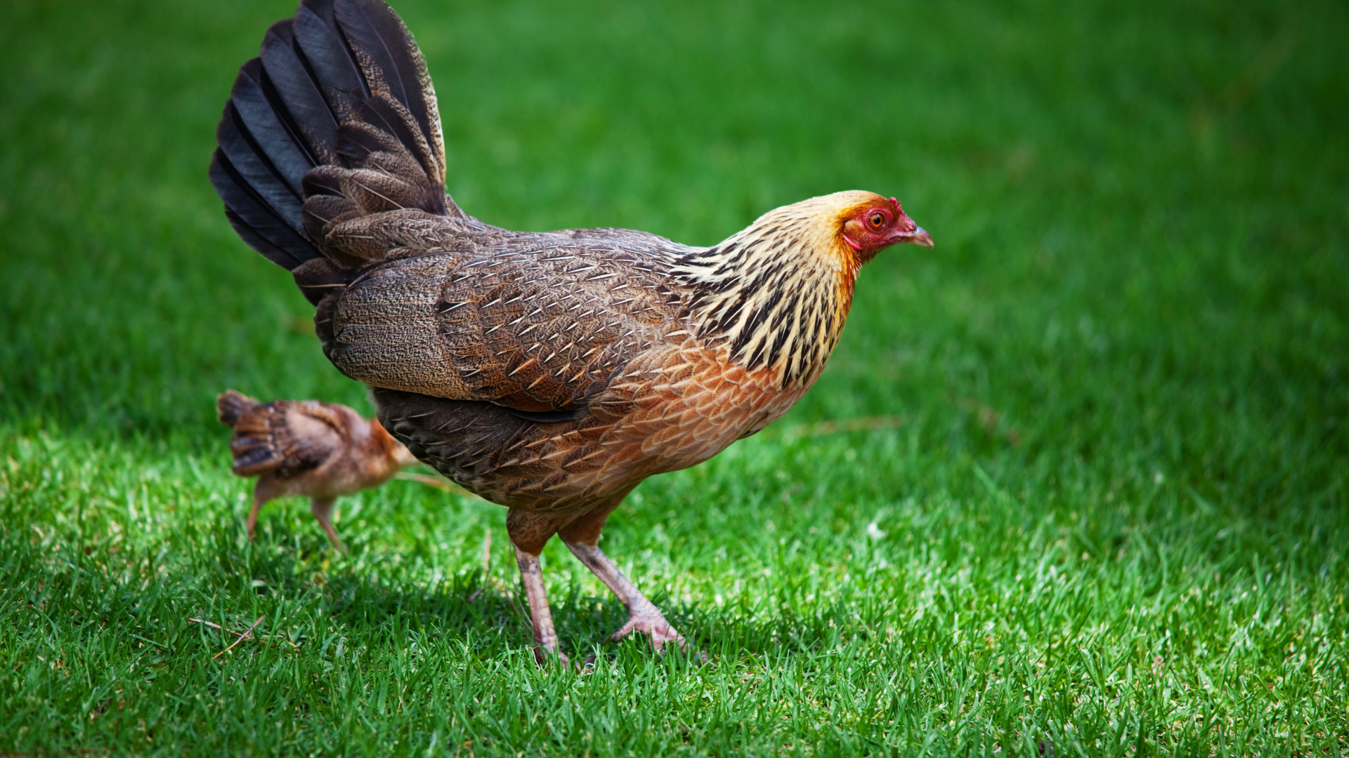 Brown chicken with raised tail walking on green grass
