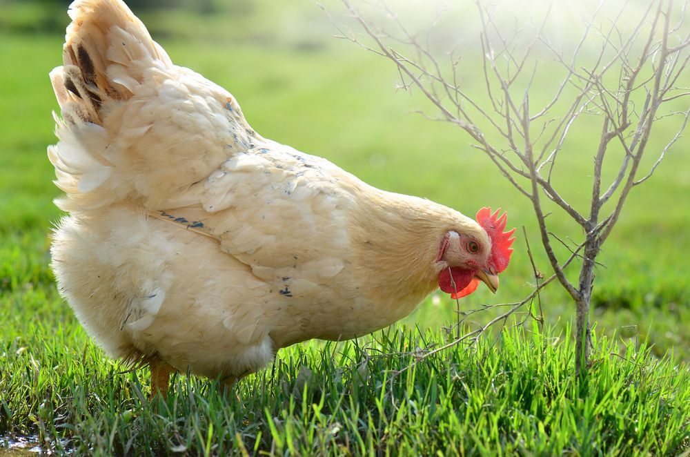 Un pollo está parado en el pasto cerca de un árbol.