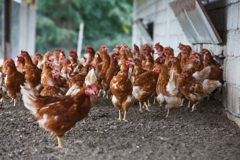 Una piara de gallinas marrones camina en un gallinero.
