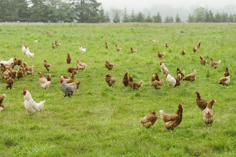 Una piara de pollos está parada en un campo de hierba.