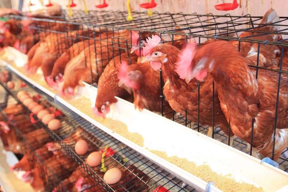 Un grupo de pollos está comiendo de una bandeja en una jaula.