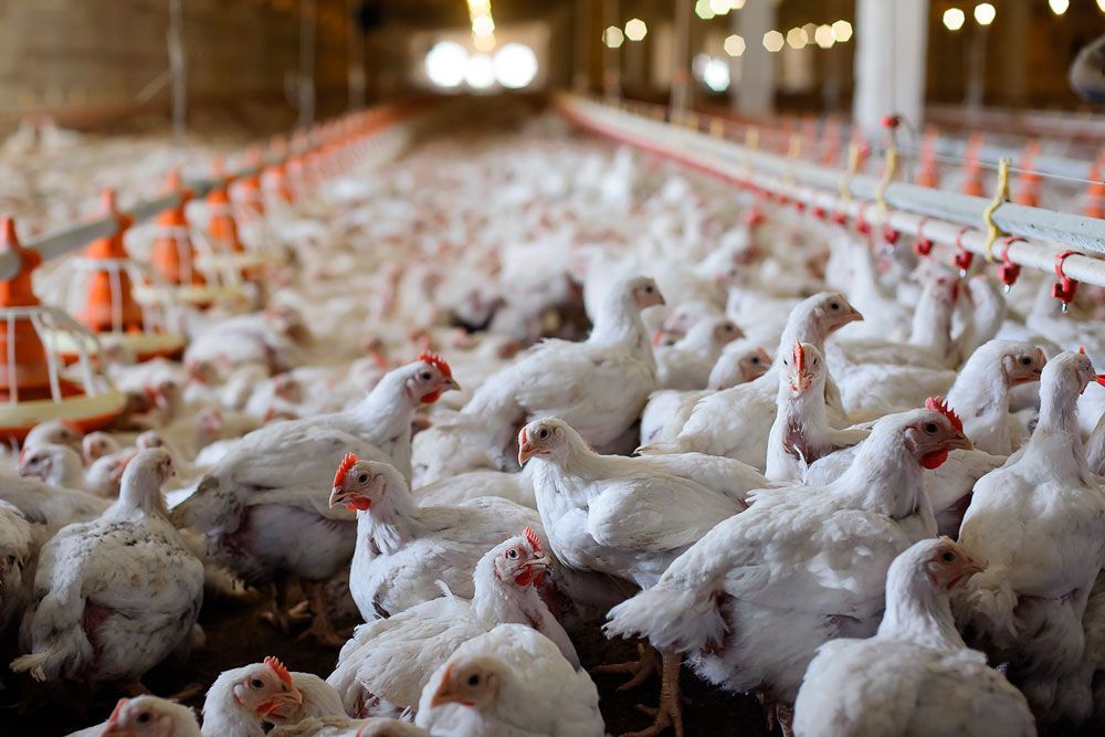 Un gran grupo de gallinas blancas se encuentran en un gallinero.