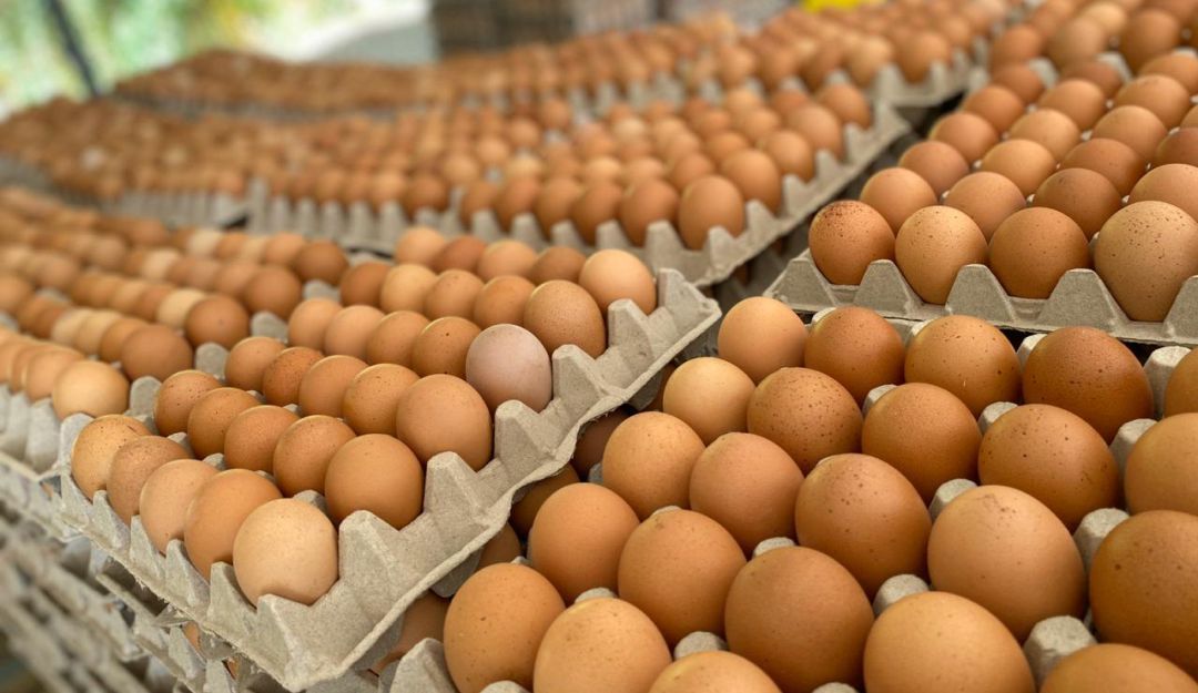 Un montón de huevos están colocados uno encima del otro en bandejas de cartón.