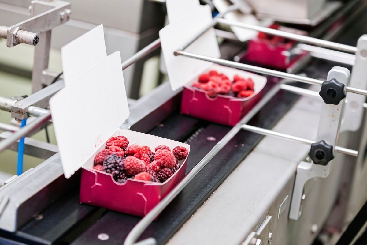 Una cinta transportadora llena de cajas de frambuesas y moras.