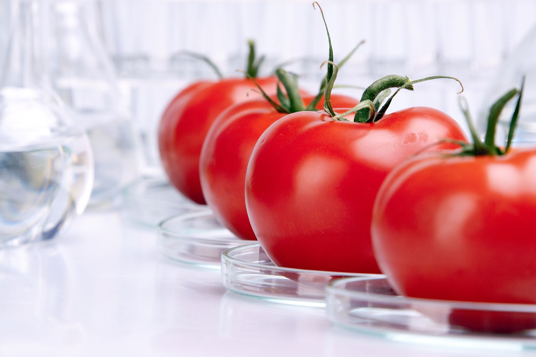 Una fila de tomates sobre un plato de vidrio.