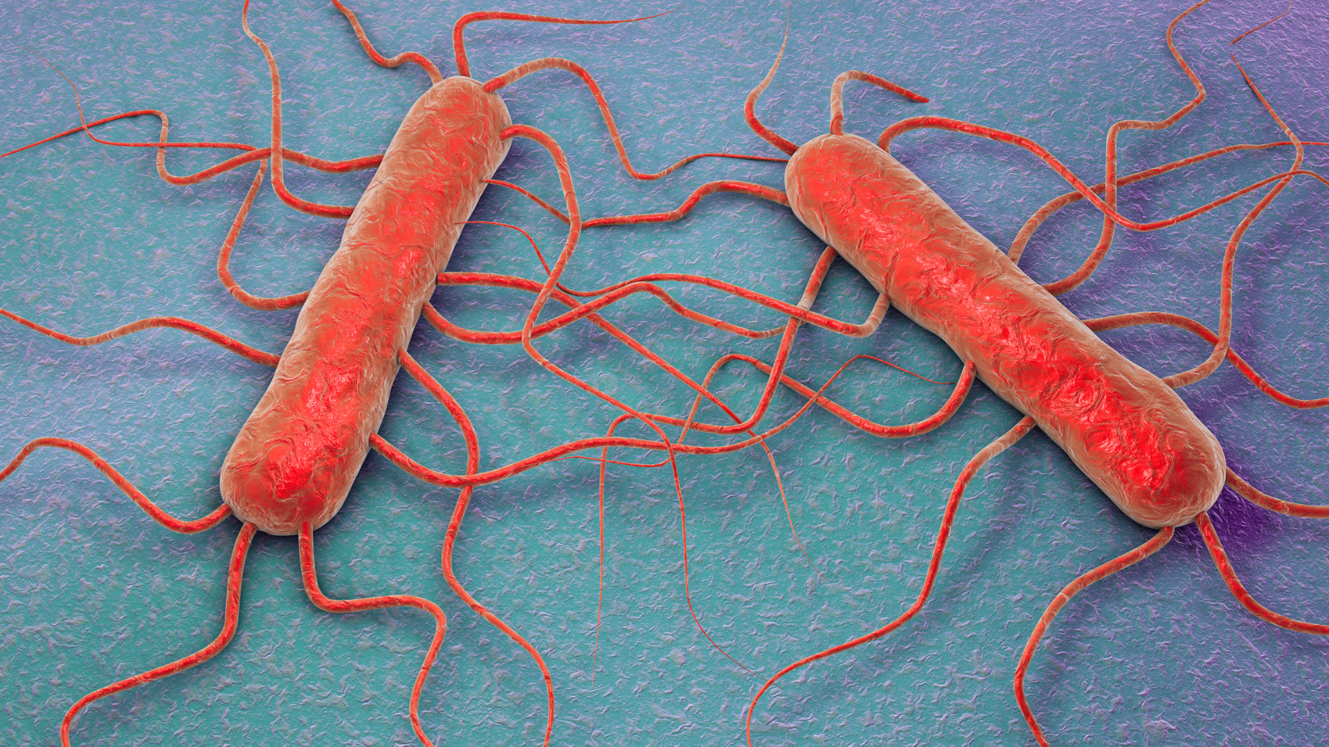 Red, rod-shaped bacteria with numerous threadlike flagella against a blue-green background.