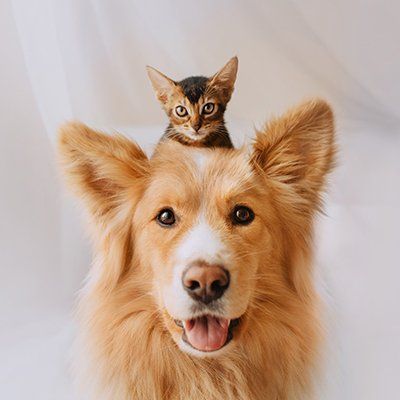 Cat On Top Of The Dog — Baton Rouge, LA — Village Animal Clinic