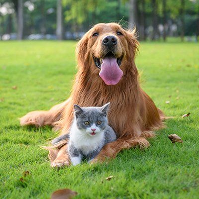 Dog And Cat In The Park — Baton Rouge, LA — Village Animal Clinic