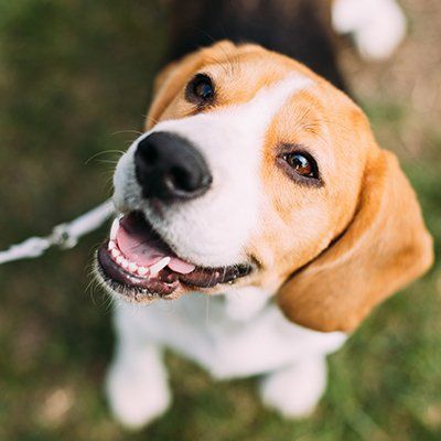 Dog Looking At His Owner — Baton Rouge, LA — Village Animal Clinic