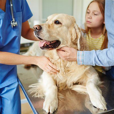 Pet Care — Baton Rouge, LA — Village Animal Clinic