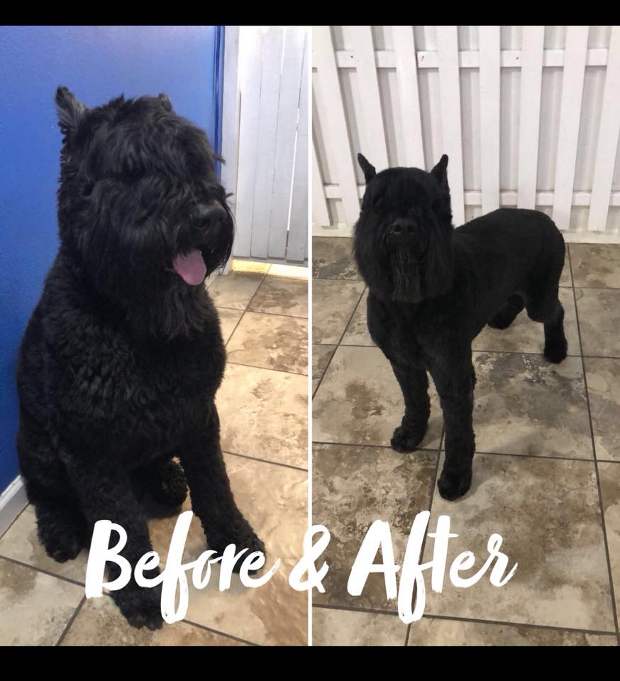 Doggy Daze AZ Dog Grooming Phoenix