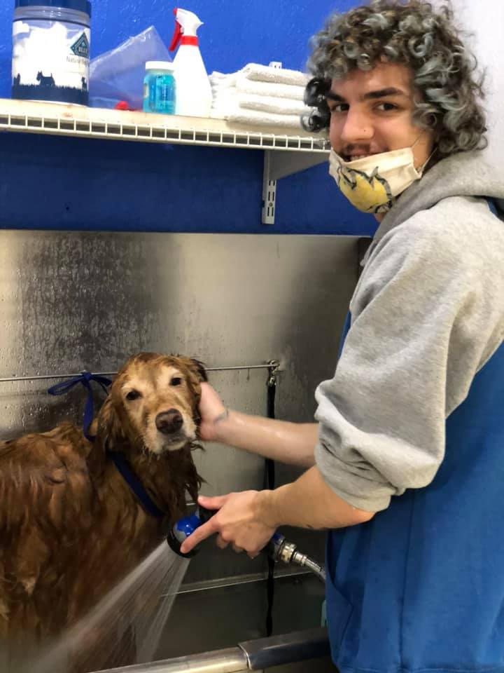 Doggy Daze AZ Dog Grooming Phoenix