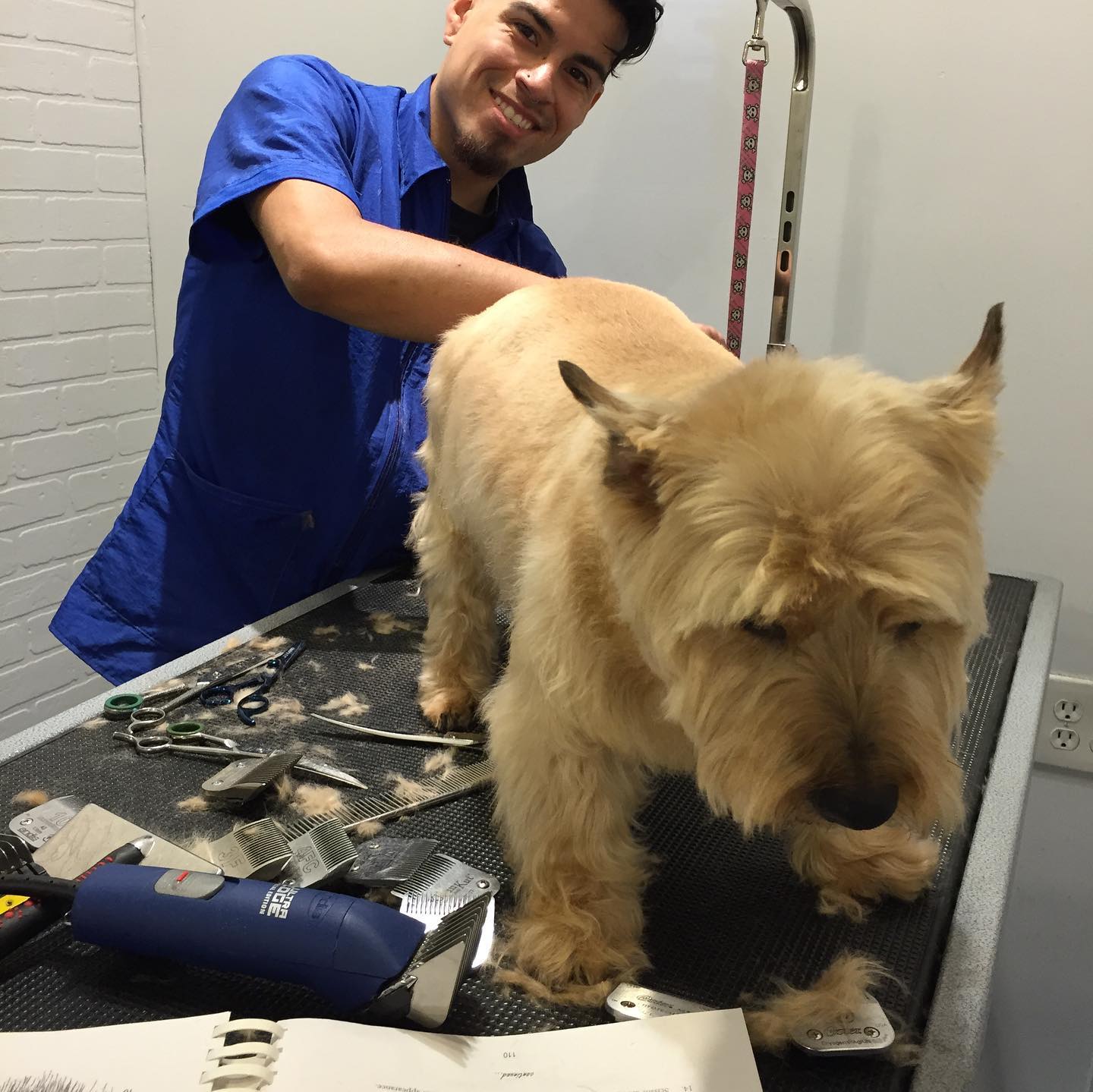 Doggy Daze AZ Dog Grooming Phoenix