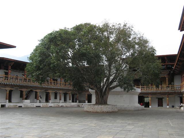 Bodhi Tree Monastery Bhutan