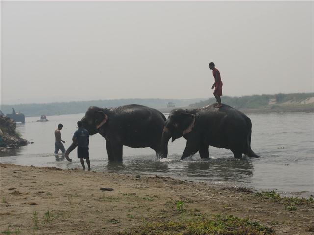 Chitwan Elephant Bath